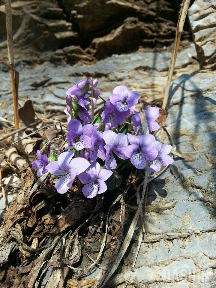 봄이네요~~