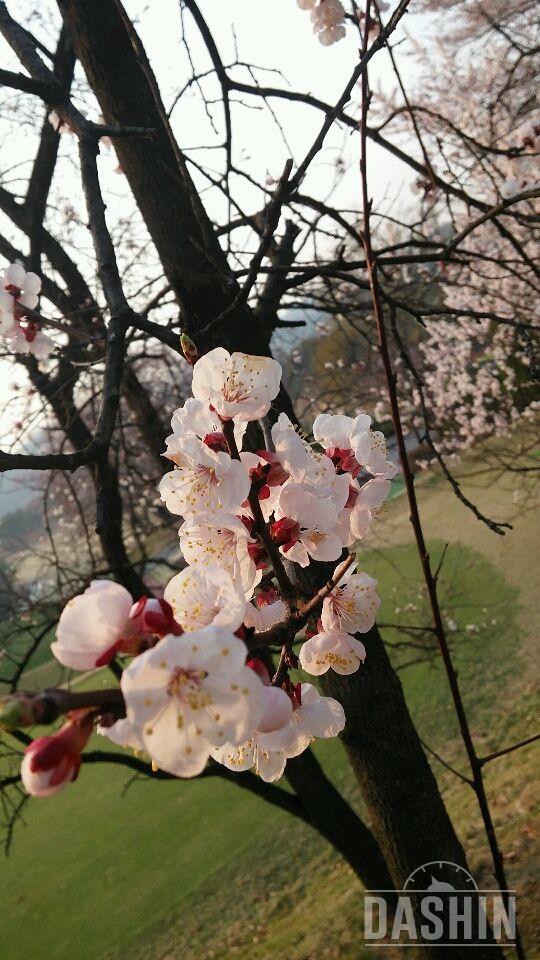 꽃 구경 좀 해 보실래요?