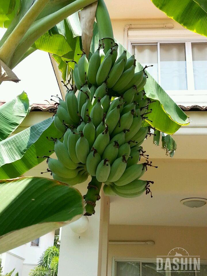바나나 수확했어요~^^