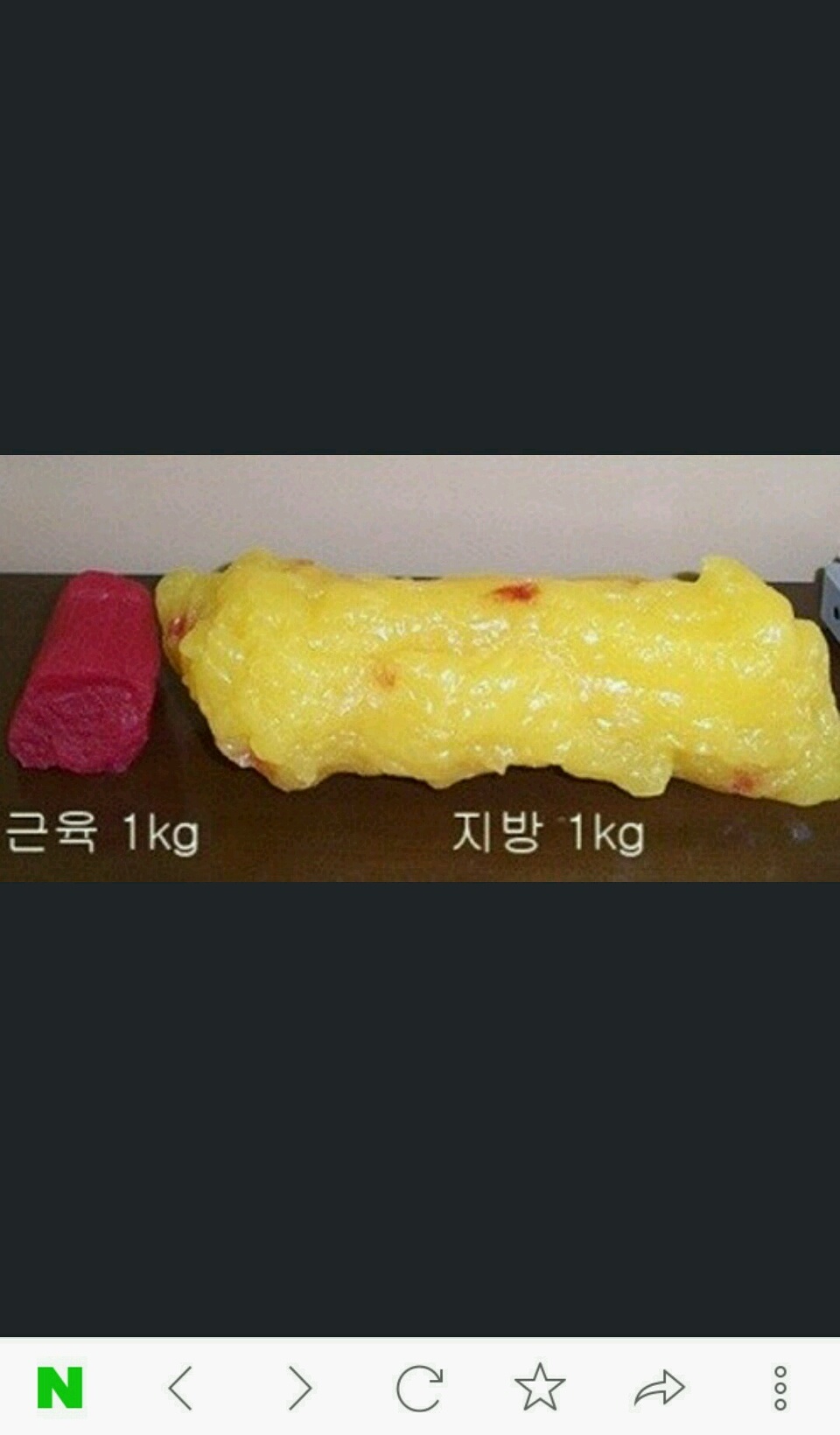 근육과 지방