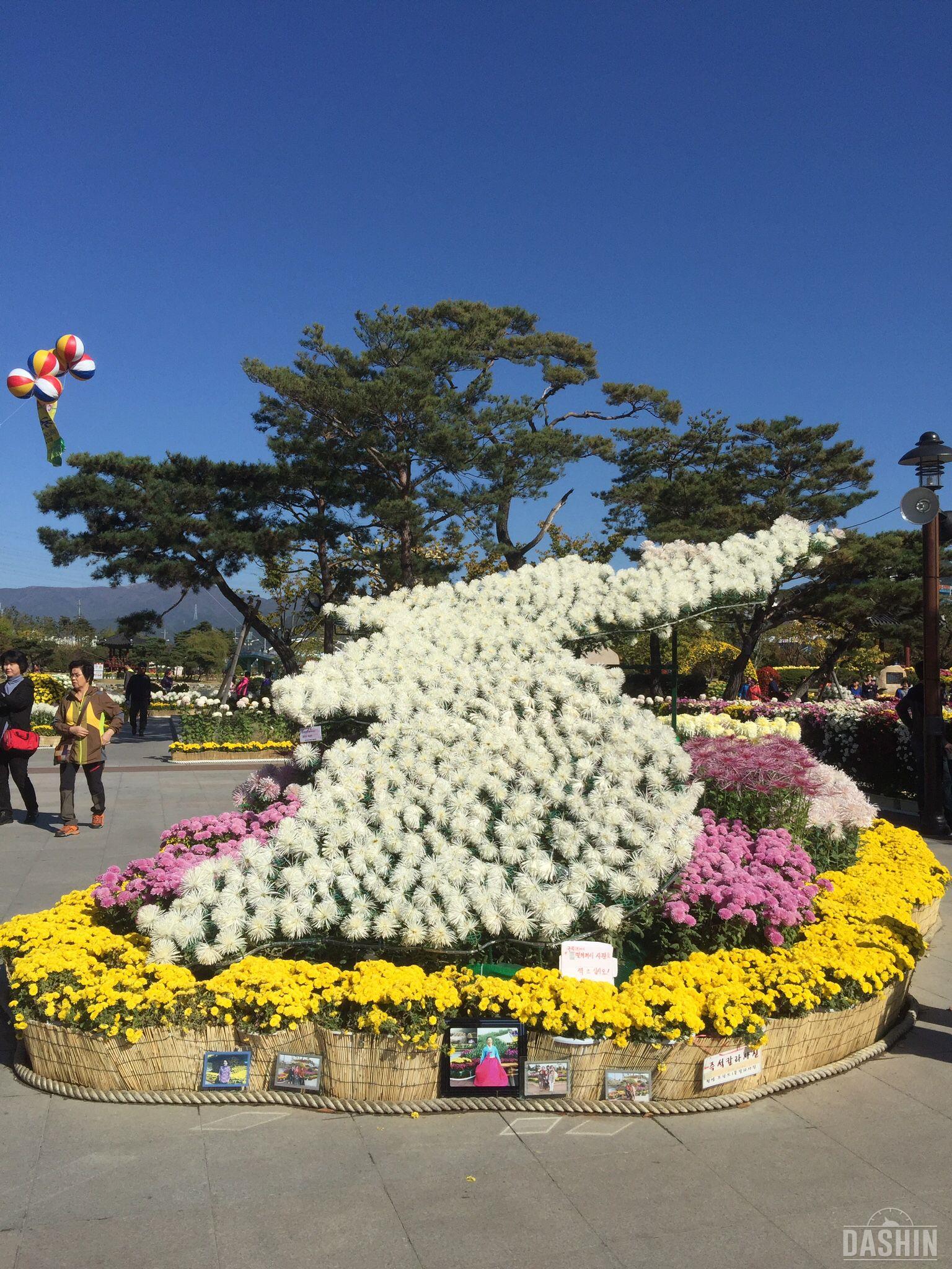 🌸 국화 축제 🌸