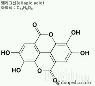 오그래 11일차! 해바라기씨와 딸기의 효능을 알아보자💚