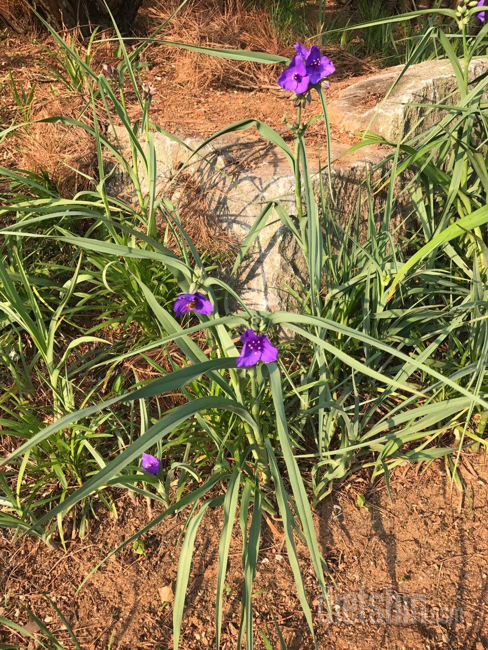 유혹의 수요일!