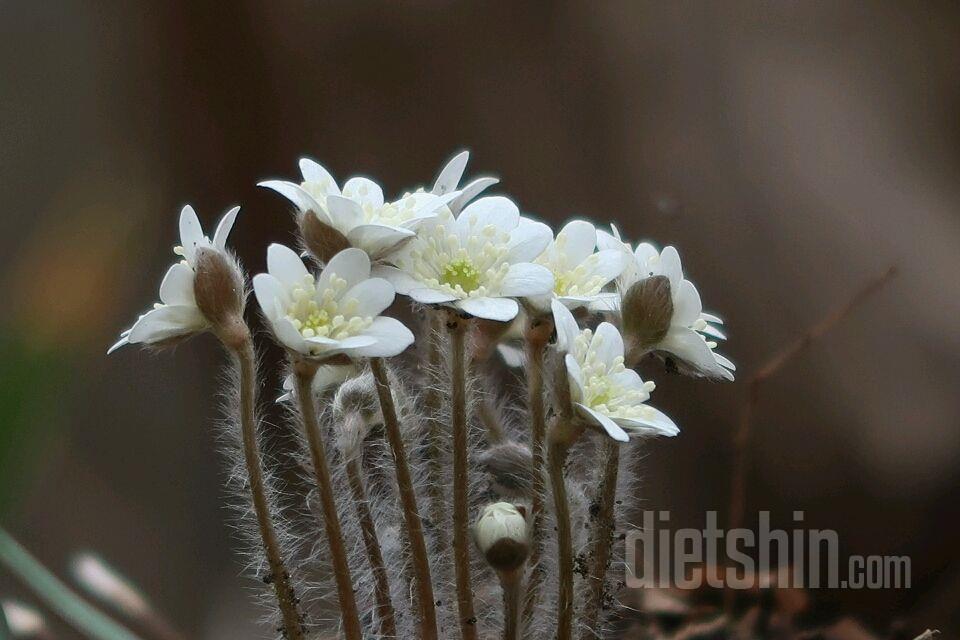 집뒤 수목원 산책. 노랑 복수초. 산수유. 흰노루귀가 피었네요