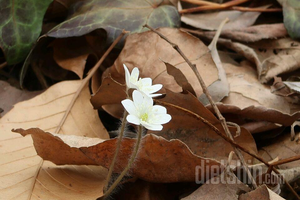 집뒤 수목원 산책. 노랑 복수초. 산수유. 흰노루귀가 피었네요