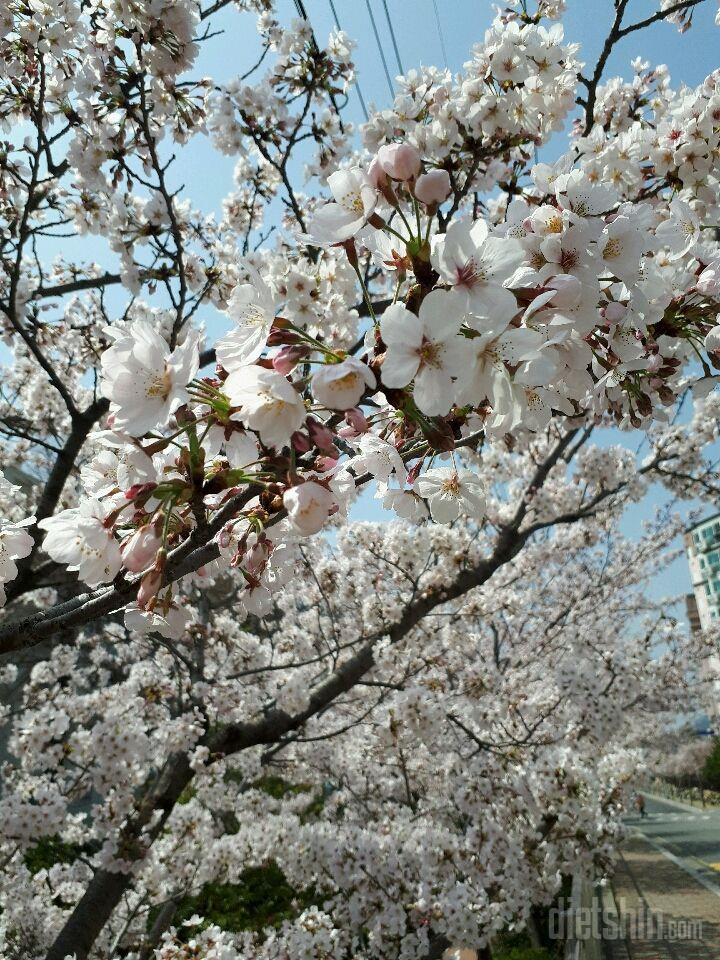 🌸실시간 진해벚꽃🌸