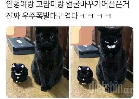 귀여운 고먐미