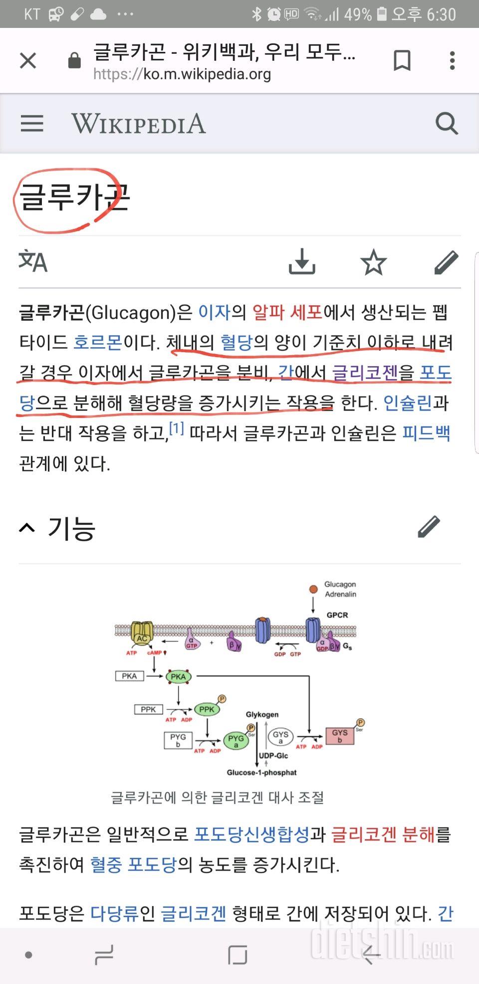 다이어트 연구 (3) 글루카곤