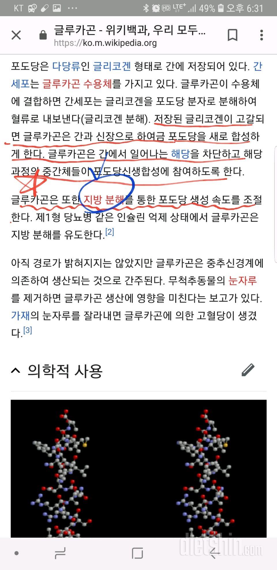 다이어트 연구 (3) 글루카곤