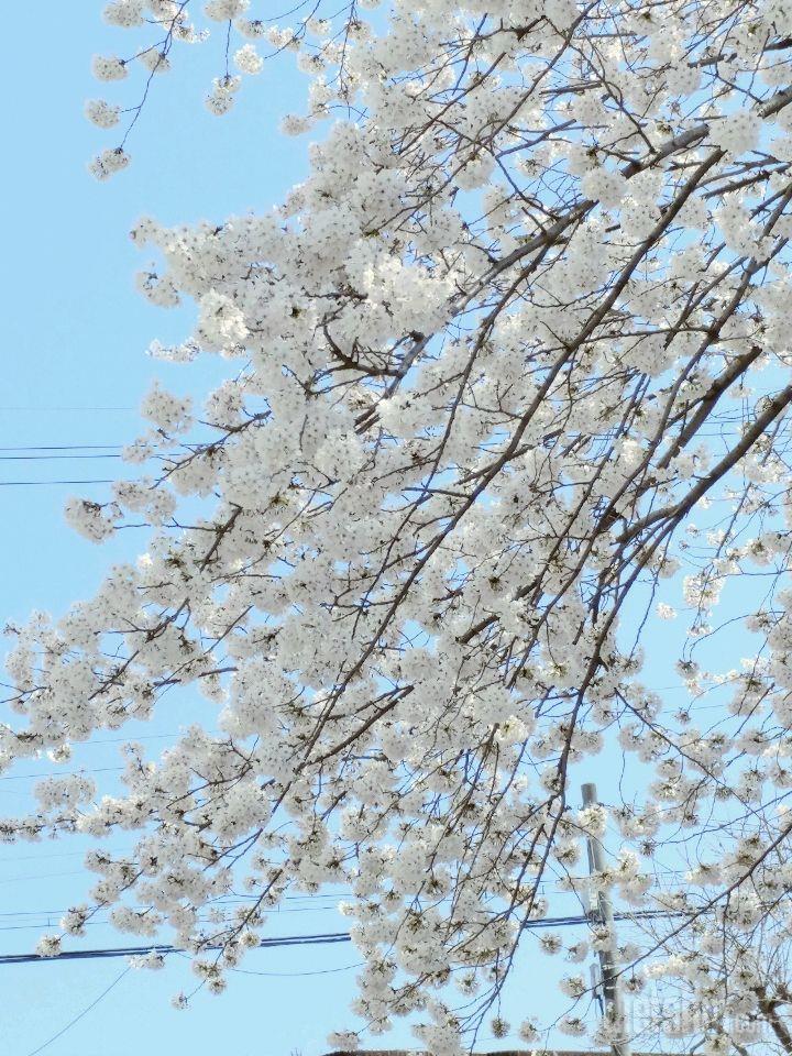 미리 보는 꽃구경