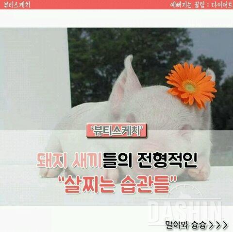 돼지새끼가되고싶어요*