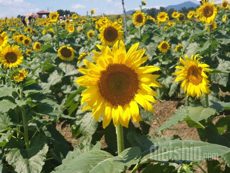 빵을 줄여야하는데ㅠ