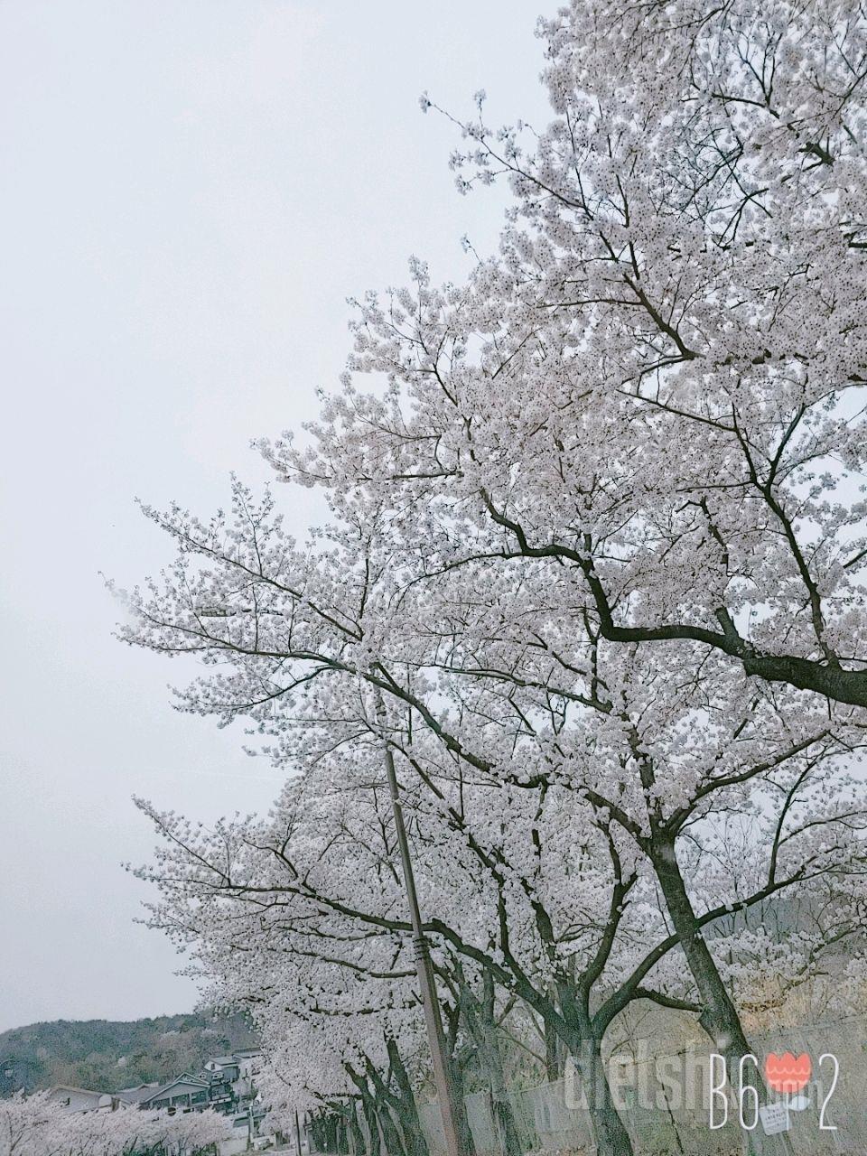 벚꽃 절정 🌸