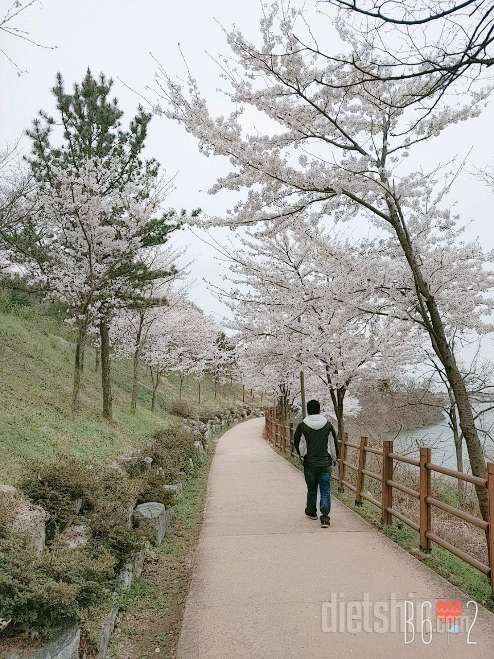 벚꽃 절정 🌸