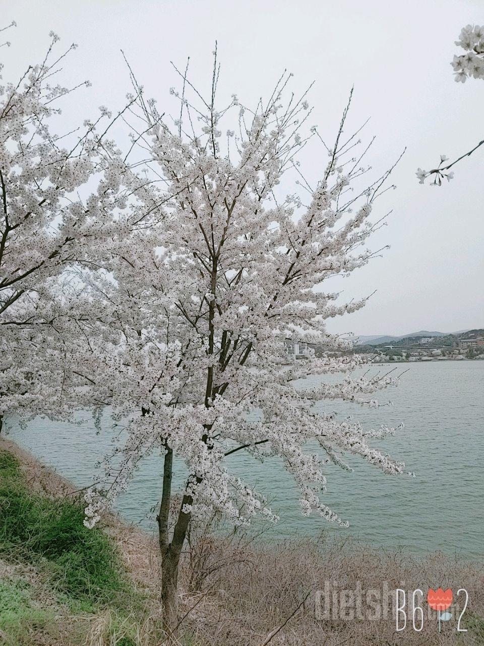 벚꽃 절정 🌸