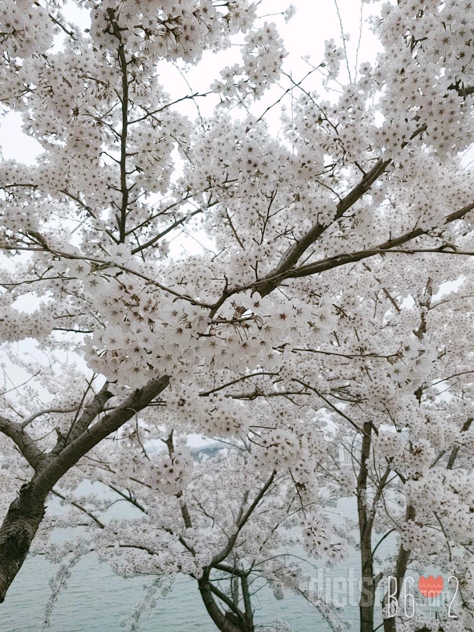 벚꽃 절정 🌸