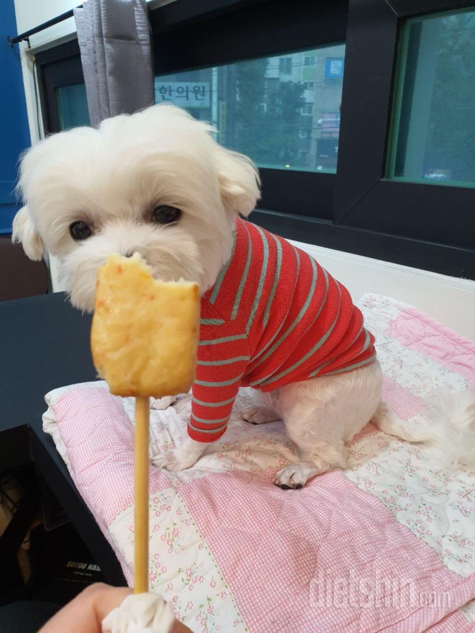 어묵바 젤조아해서 어묵바마니시켜요 늘
