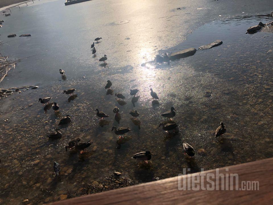 토욜 식단 운동 일욜 공체