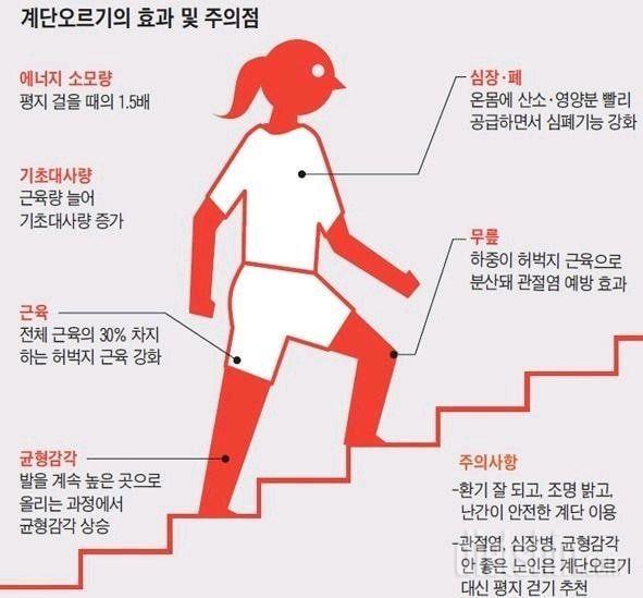 계단 오르기 운동 효과