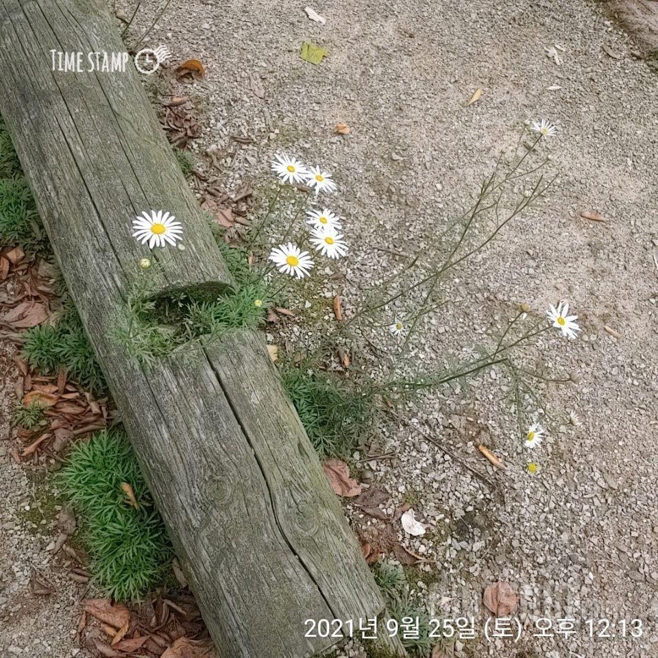 토요일..🌼🌼