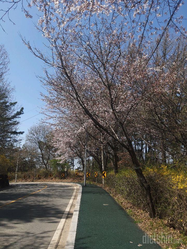 은파호수공원 벚꽃구경하세요