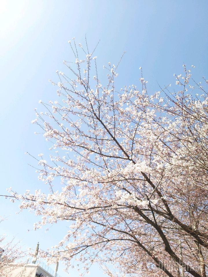 은파호수공원 벚꽃구경하세요