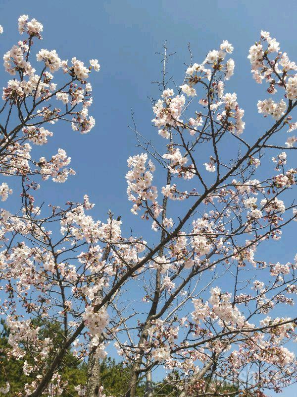 은파호수공원 벚꽃구경하세요