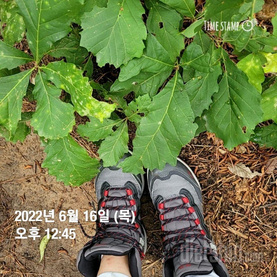 6/16  산행 ㅡ하이킹