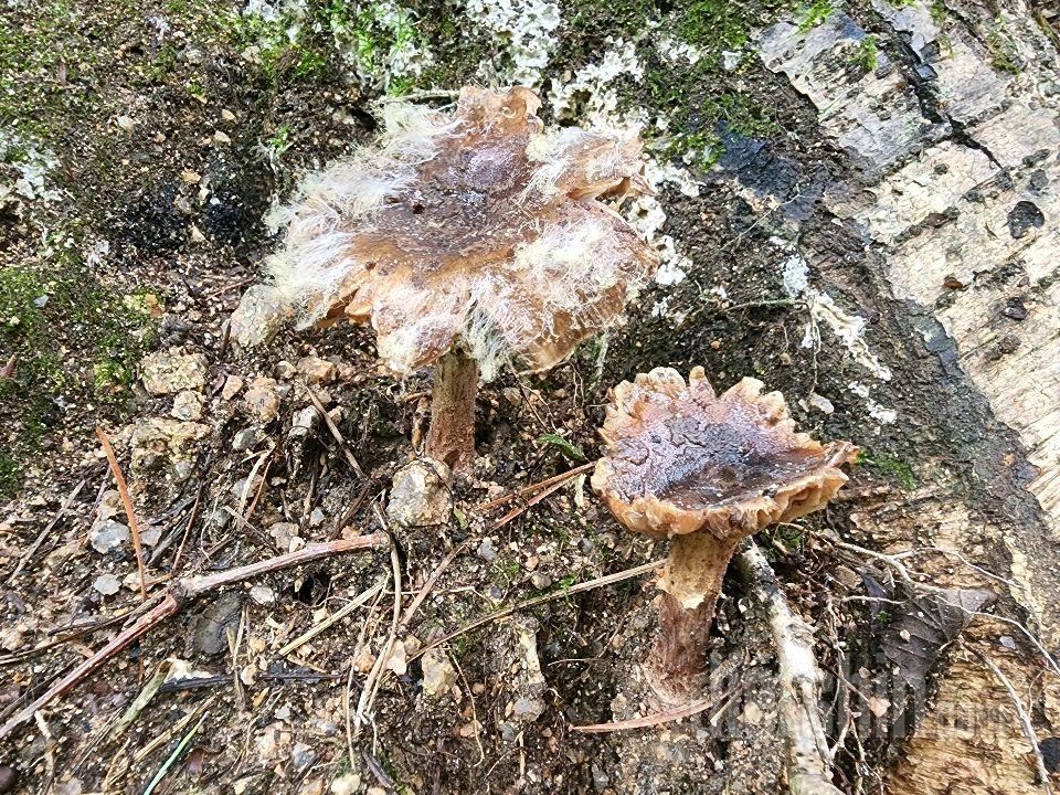 수락산의 자생 버섯 들