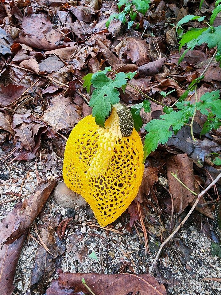 수락산의 자생 버섯 들