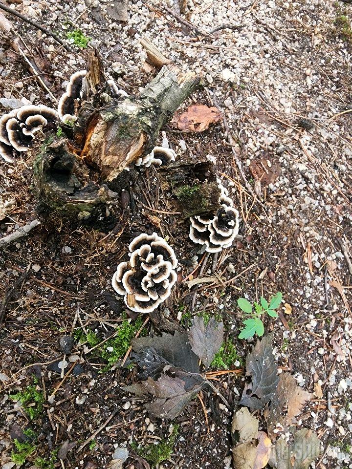 수락산의 자생 버섯 들