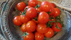 근육 키우고 싶다면, 빨간색 토마토 말고, 이 토마토를?