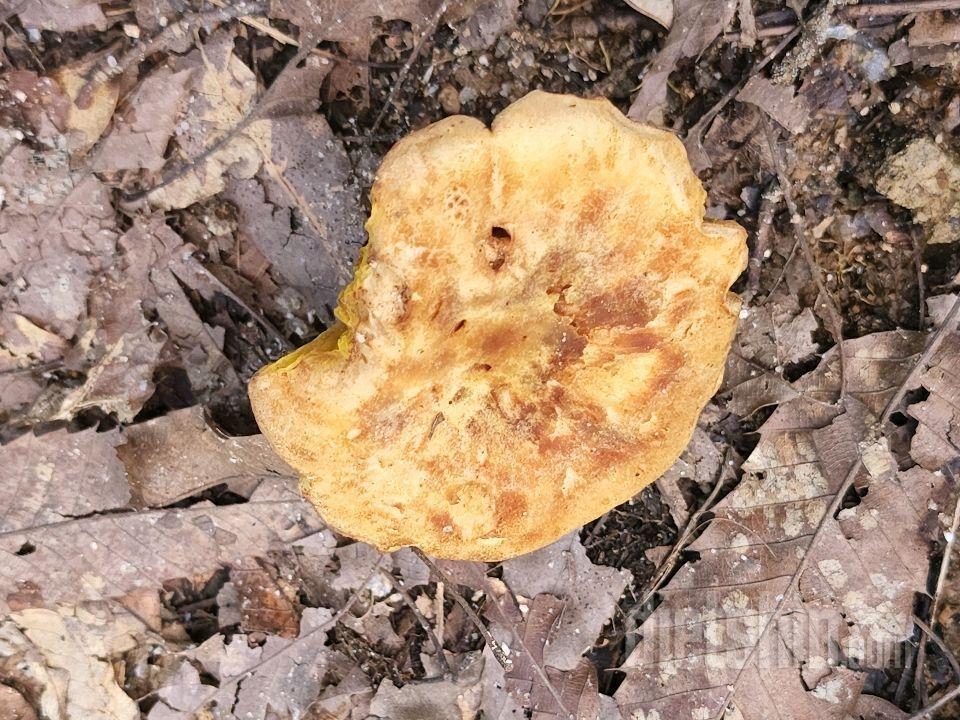 산에서 본 여러가지 모양의 버섯들 사진 ㅡ 심심풀이