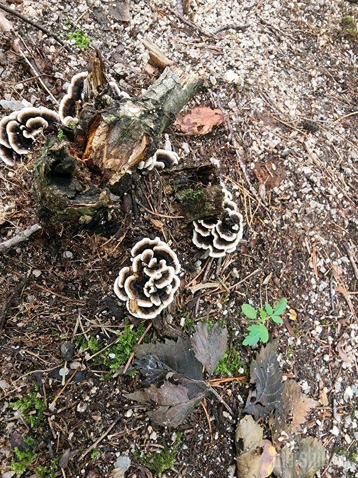 산에서 본 여러가지 모양의 버섯들 사진 ㅡ 심심풀이