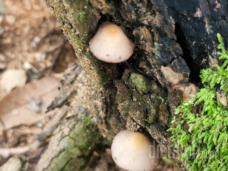 산에서 본 여러가지 모양의 버섯들 사진 ㅡ 심심풀이