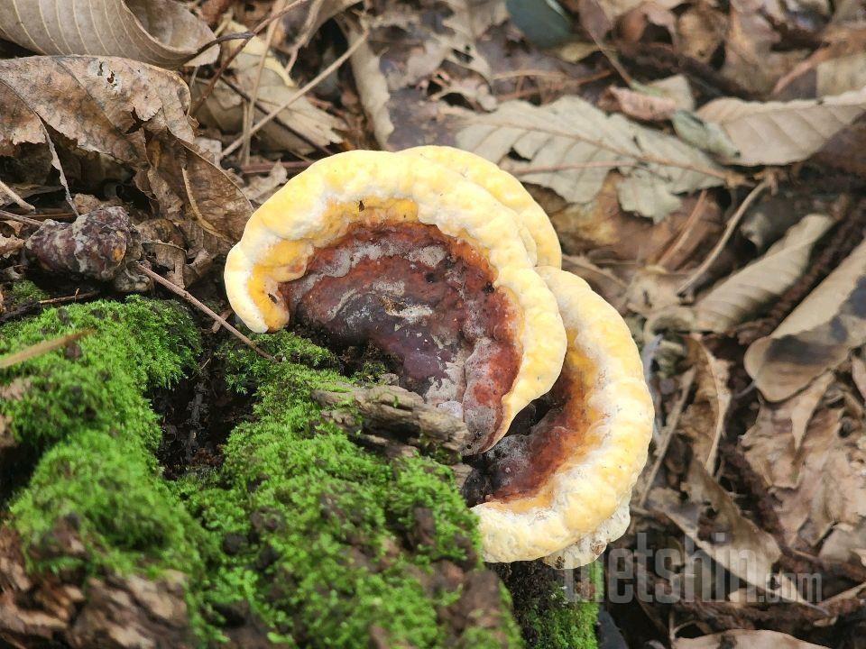 산에서 본 여러가지 모양의 버섯들 사진 ㅡ 심심풀이