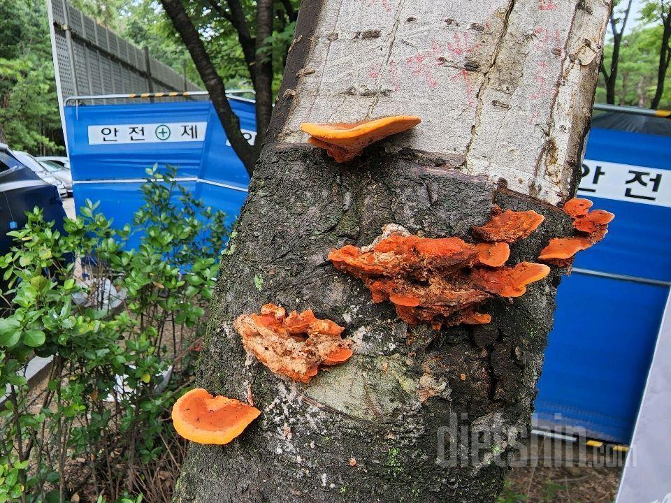 산에서 본 여러가지 모양의 버섯들 사진 ㅡ 심심풀이