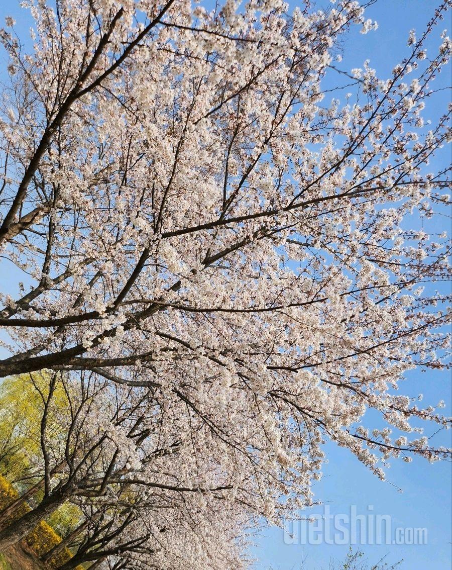 4.1.토.만우절.벚꽃놀이.