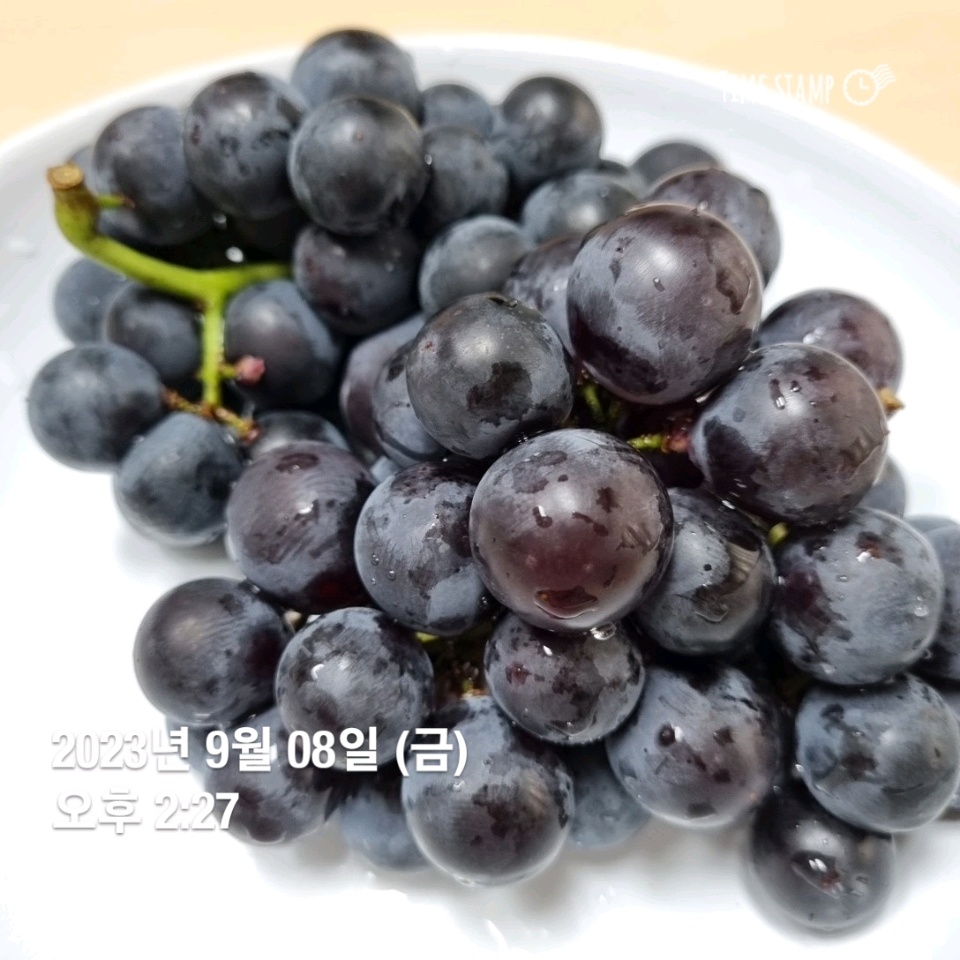 09월 08일( 오후간식 138kcal)