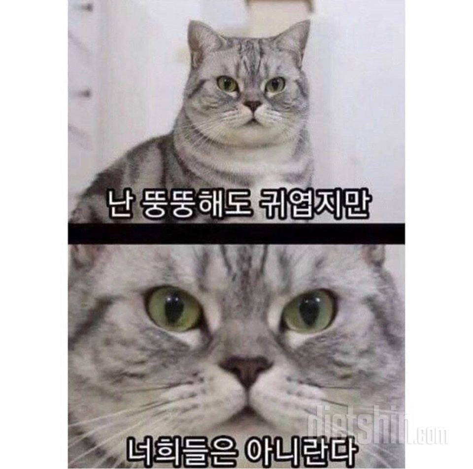 4/8(화) 식단운동