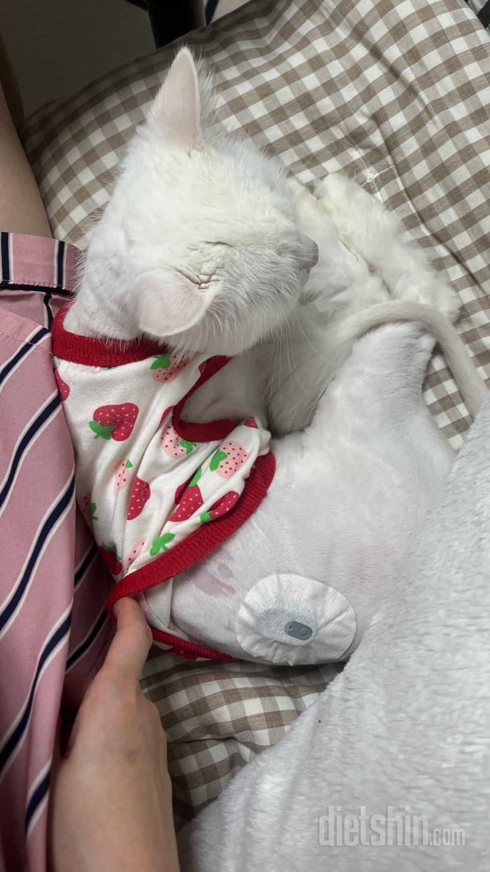 고양이가 당뇨 판정 받아서 혈당 체크
