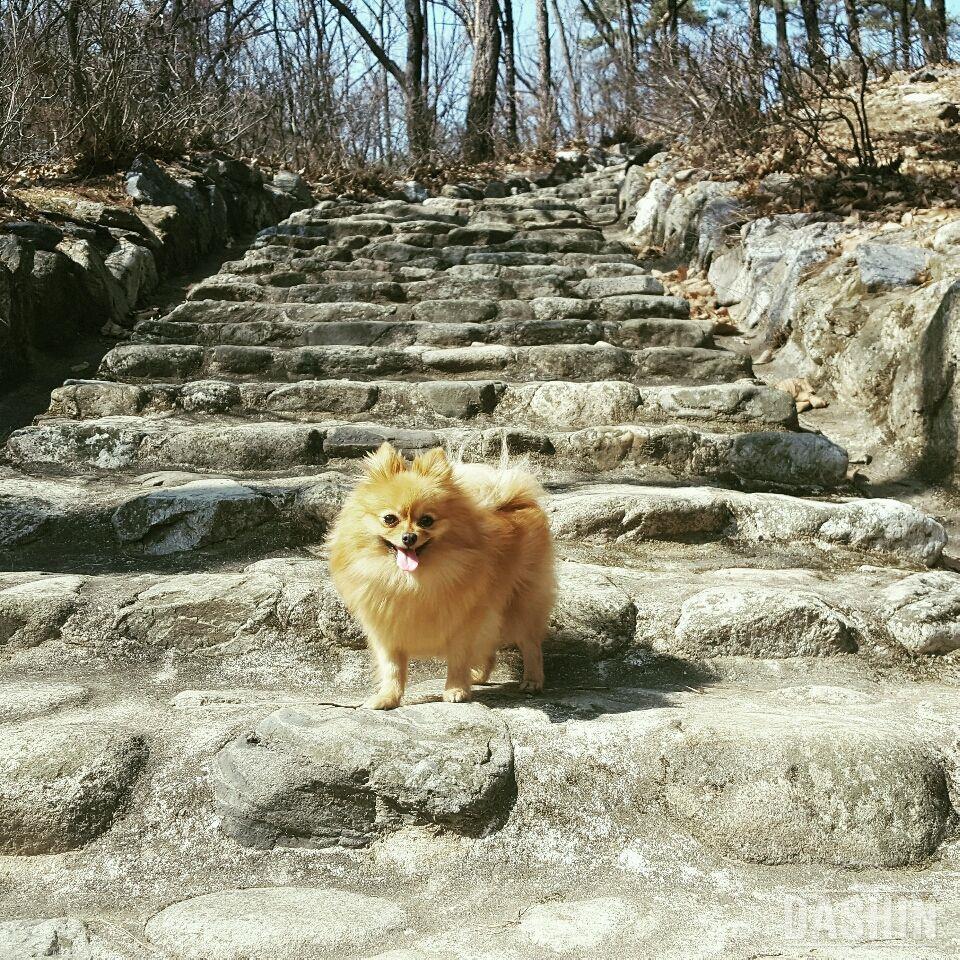 강아지랑 운동이 좋아요