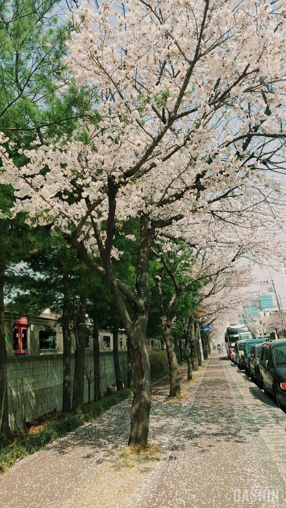 독산역벗꽃길걷기좋아요~^^