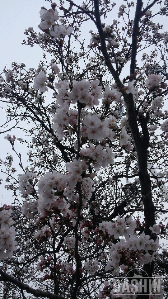 🌸봄이네요🌸