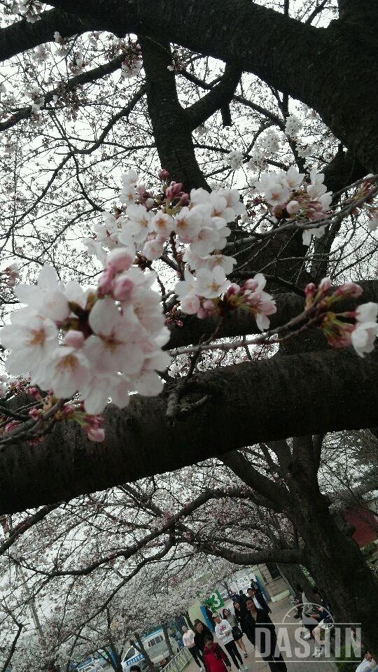 🌸봄이네요🌸