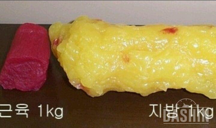 근육1kg 과 지방1kg 의 차이!!!!
