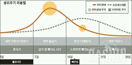 생리주기를 이용한 다이어트