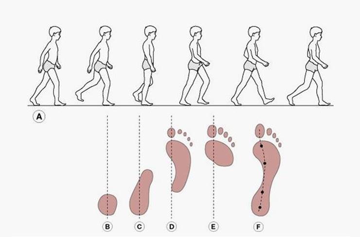 걸음걸이에 따라 하체라인이 달라진다?