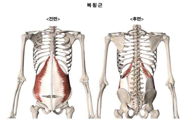 뱃살 뺄 때, 복근운동이 가장 효과적일까?