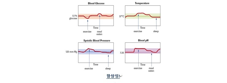 다이어트할 때, 정체기 왜 오는 걸까?